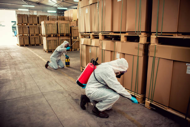 Wasp Removal Services in Bensenville, IL