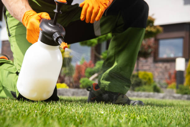 Best Local Pest Control Services  in Bensenvle, IL