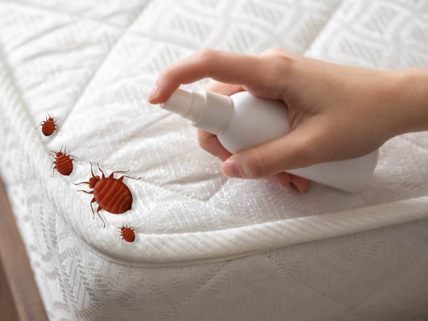 Best Residential Pest Control  in Bensenvle, IL