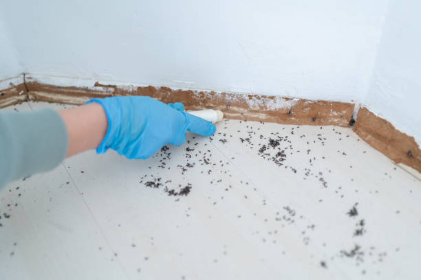 Trusted Bensenville, IL Pest Control Experts
